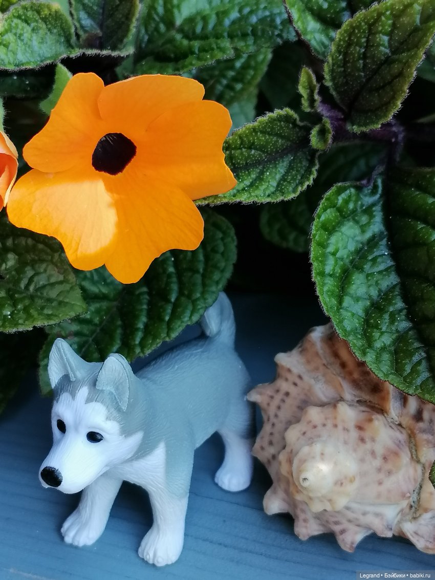 Лурения - Петербург: Милош и Абрикос на прогулке