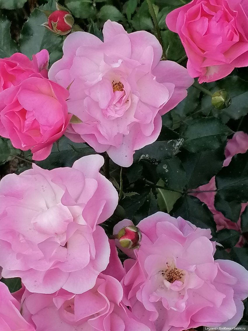 Санкт-Петербург: цветы в Таврическом саду