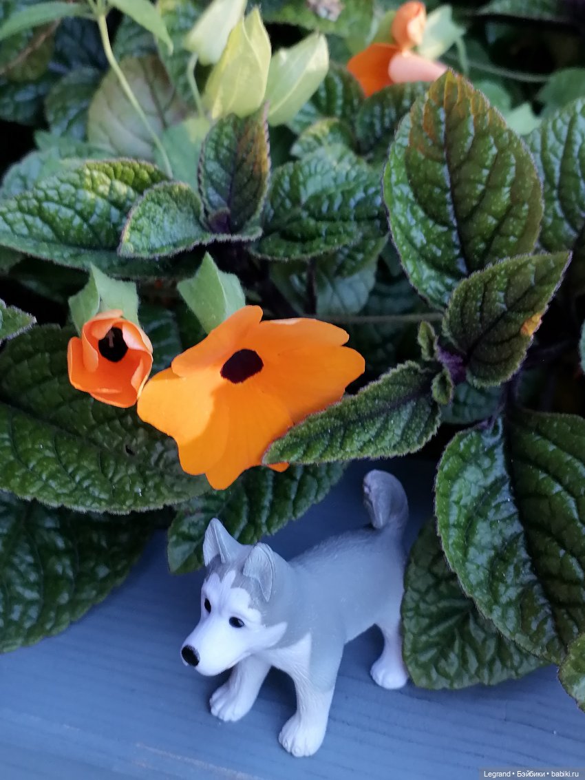 Лурения - Петербург: Милош и Абрикос на прогулке