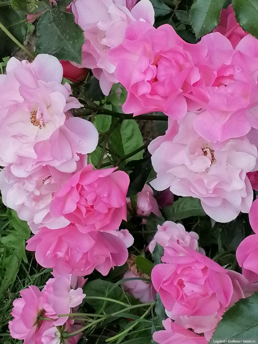 Санкт-Петербург: цветы в Таврическом саду