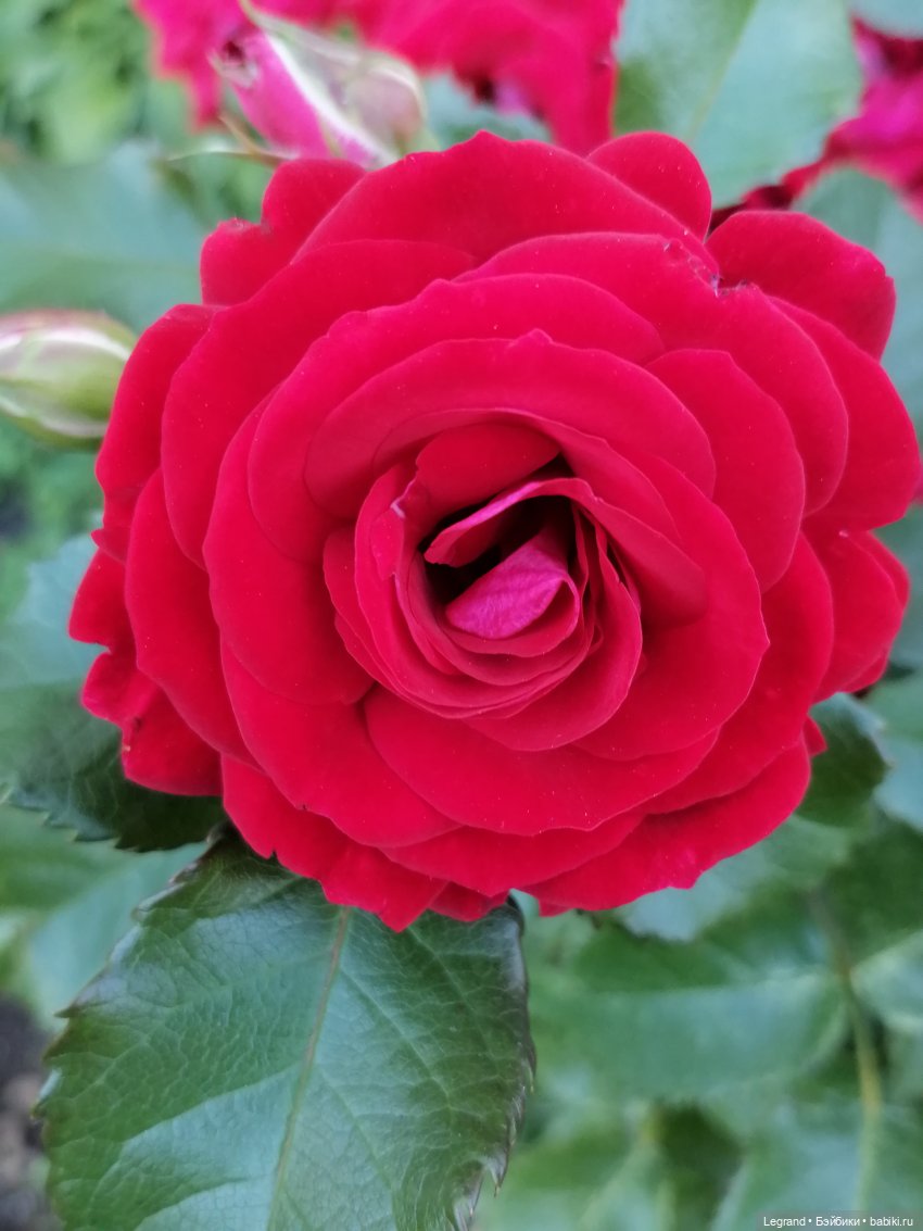 Лурения - Петербург: Милош и Абрикос на прогулке