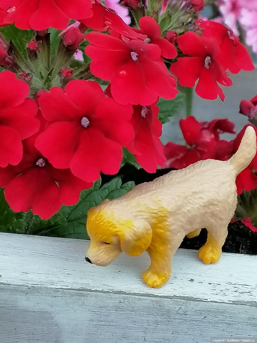 Лурения - Петербург: Милош и Абрикос на прогулке (фото 9)