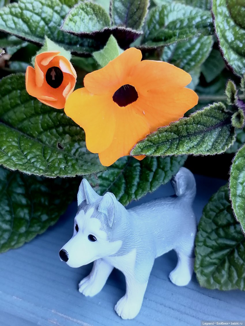 Лурения - Петербург: Милош и Абрикос на прогулке