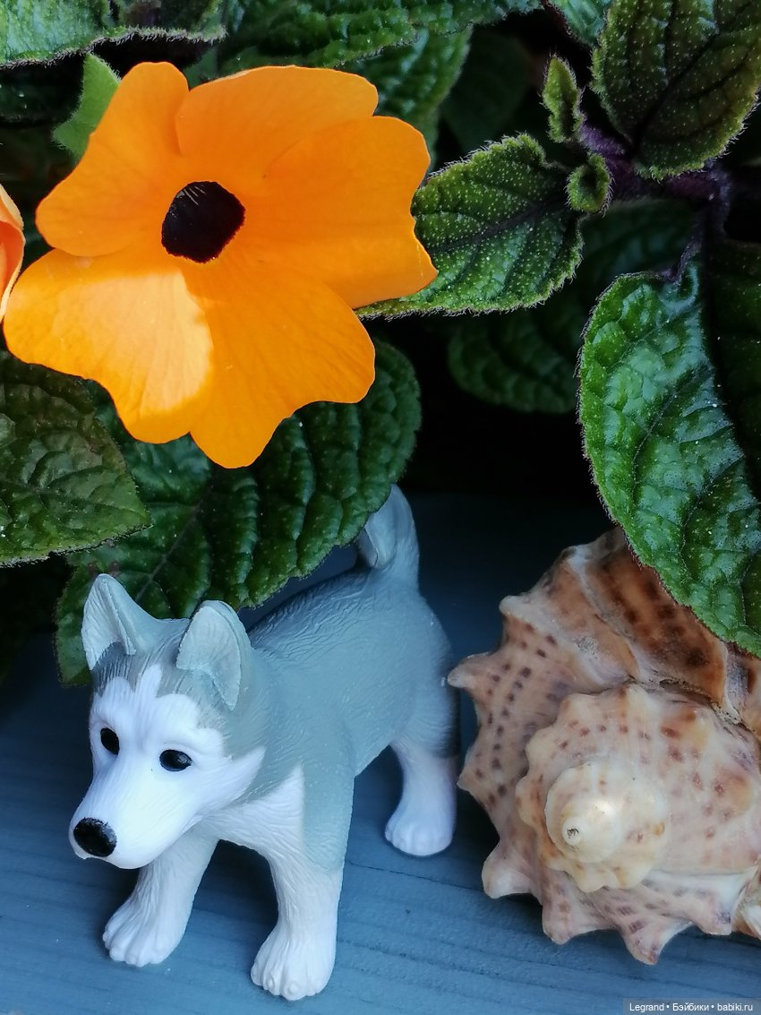 Лурения - Петербург: Милош и Абрикос на прогулке