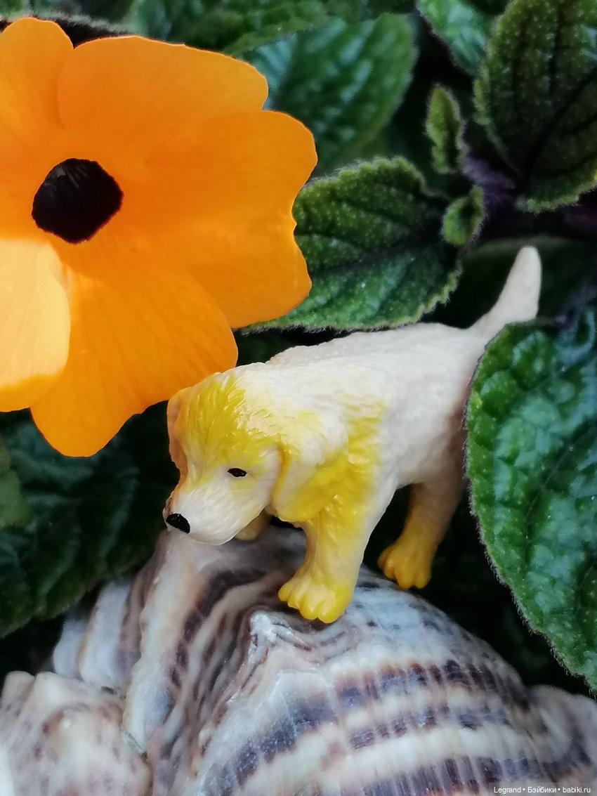 Лурения - Петербург: Милош и Абрикос на прогулке