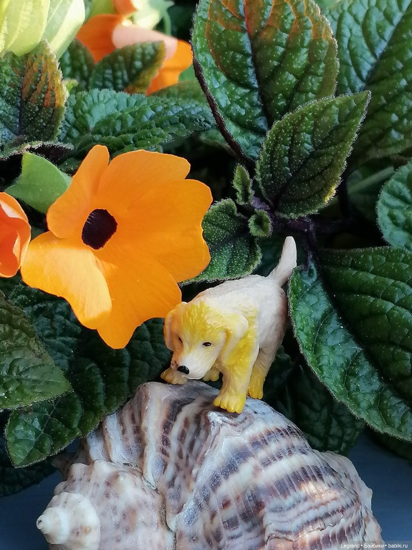 Лурения - Петербург: Милош и Абрикос на прогулке