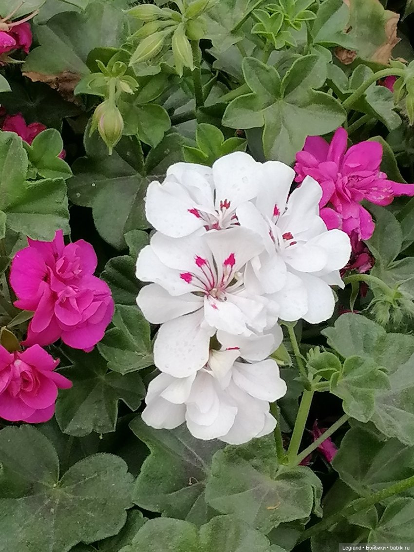 Санкт-Петербург: цветы в Таврическом саду (фото 3)