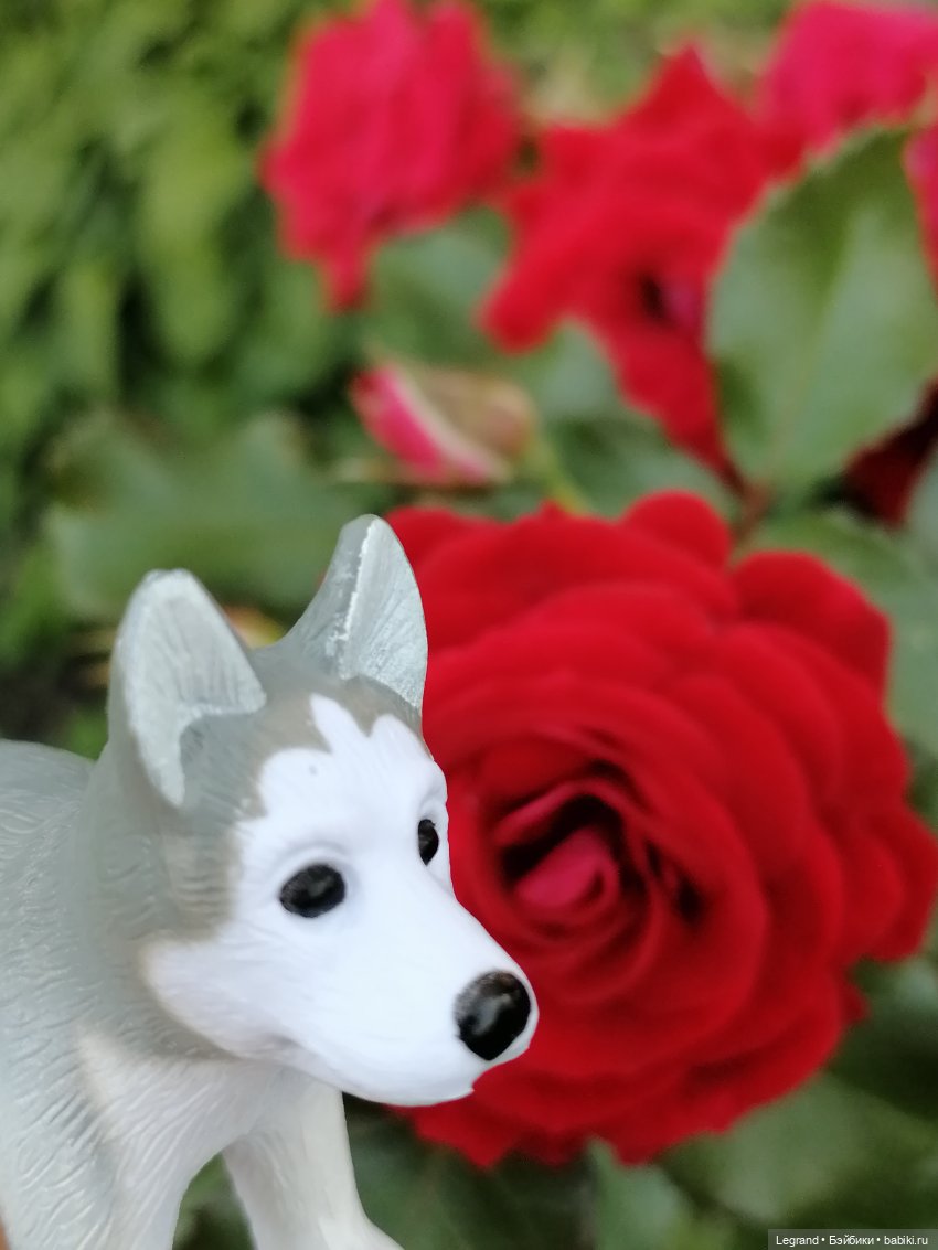 Лурения - Петербург: Милош и Абрикос на прогулке