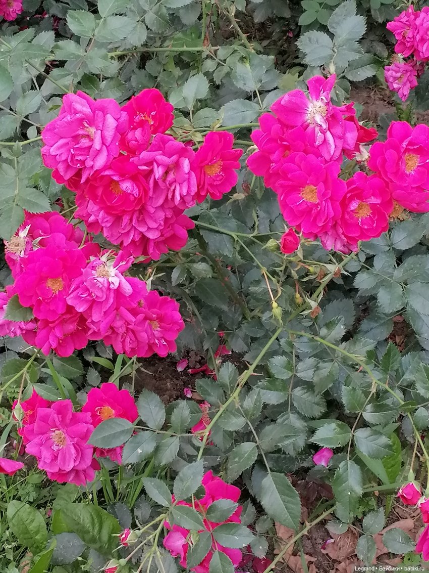 Санкт-Петербург: цветы в Таврическом саду