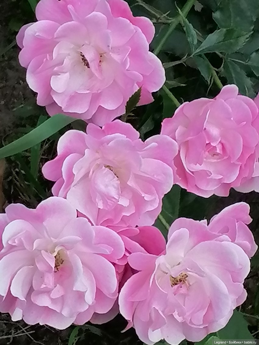 Санкт-Петербург: цветы в Таврическом саду