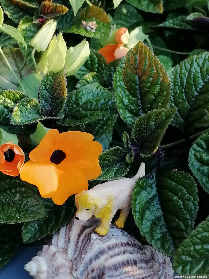 Лурения - Петербург: Милош и Абрикос на прогулке