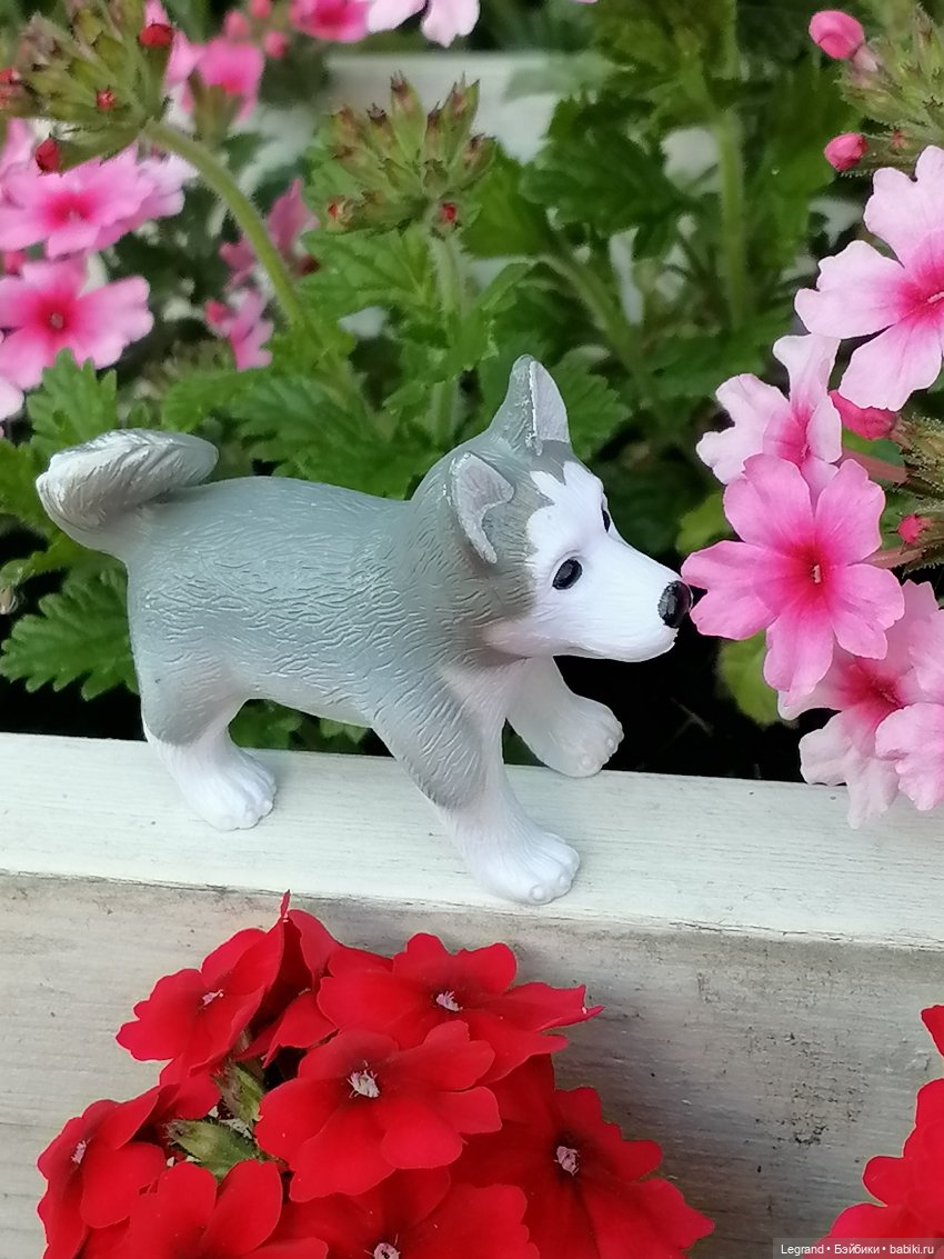 Лурения - Петербург: Милош и Абрикос на прогулке