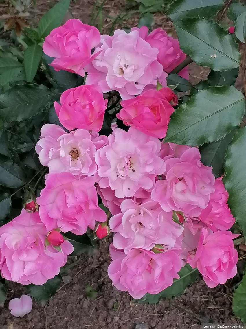 Санкт-Петербург: цветы в Таврическом саду