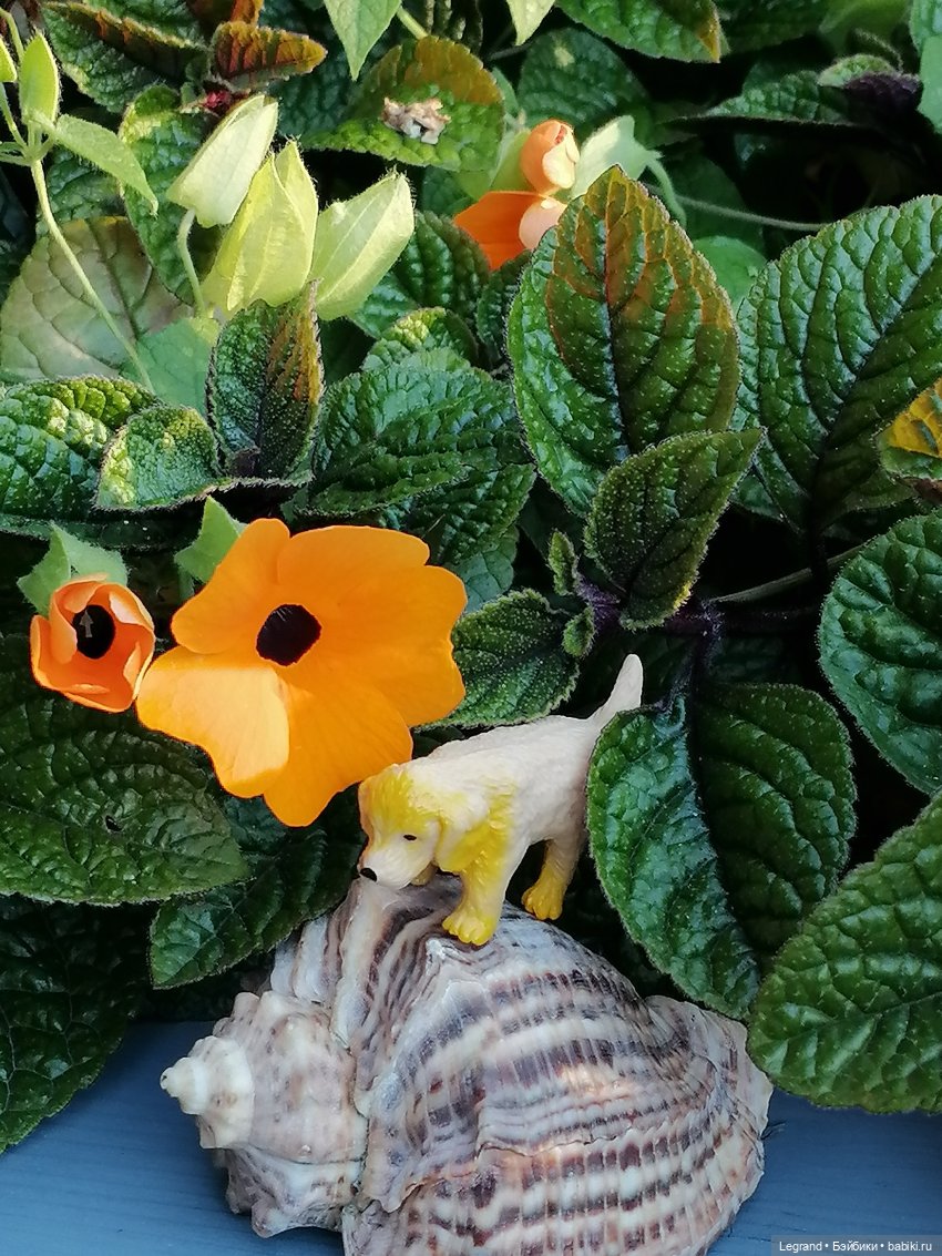 Лурения - Петербург: Милош и Абрикос на прогулке