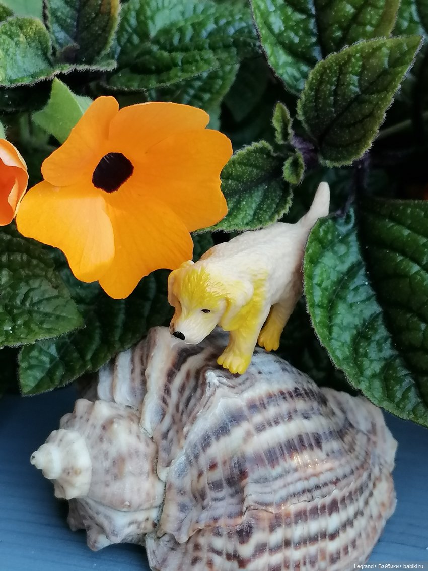 Лурения - Петербург: Милош и Абрикос на прогулке