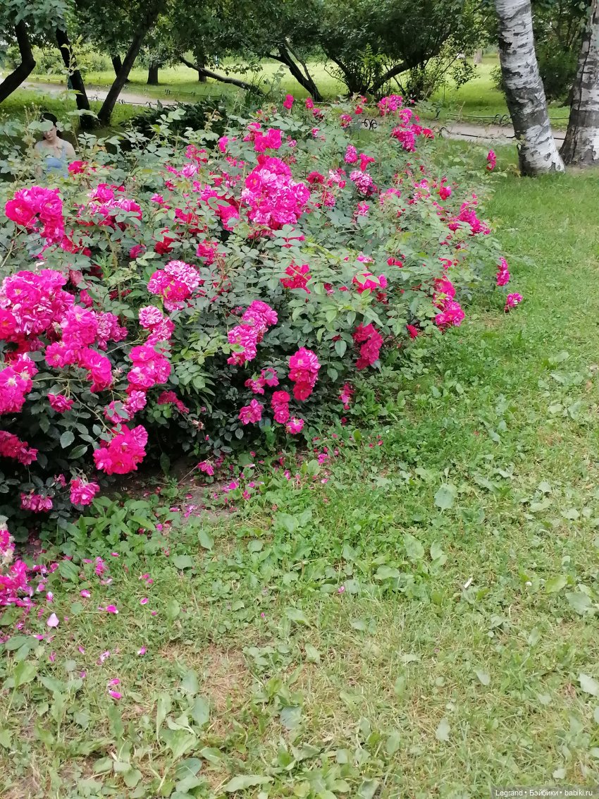 Санкт-Петербург: цветы в Таврическом саду