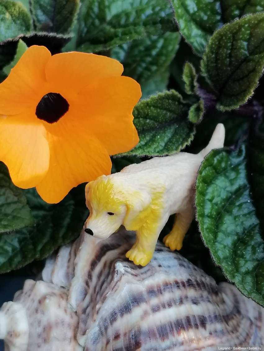 Лурения - Петербург: Милош и Абрикос на прогулке