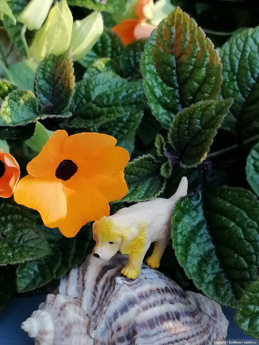 Лурения - Петербург: Милош и Абрикос на прогулке