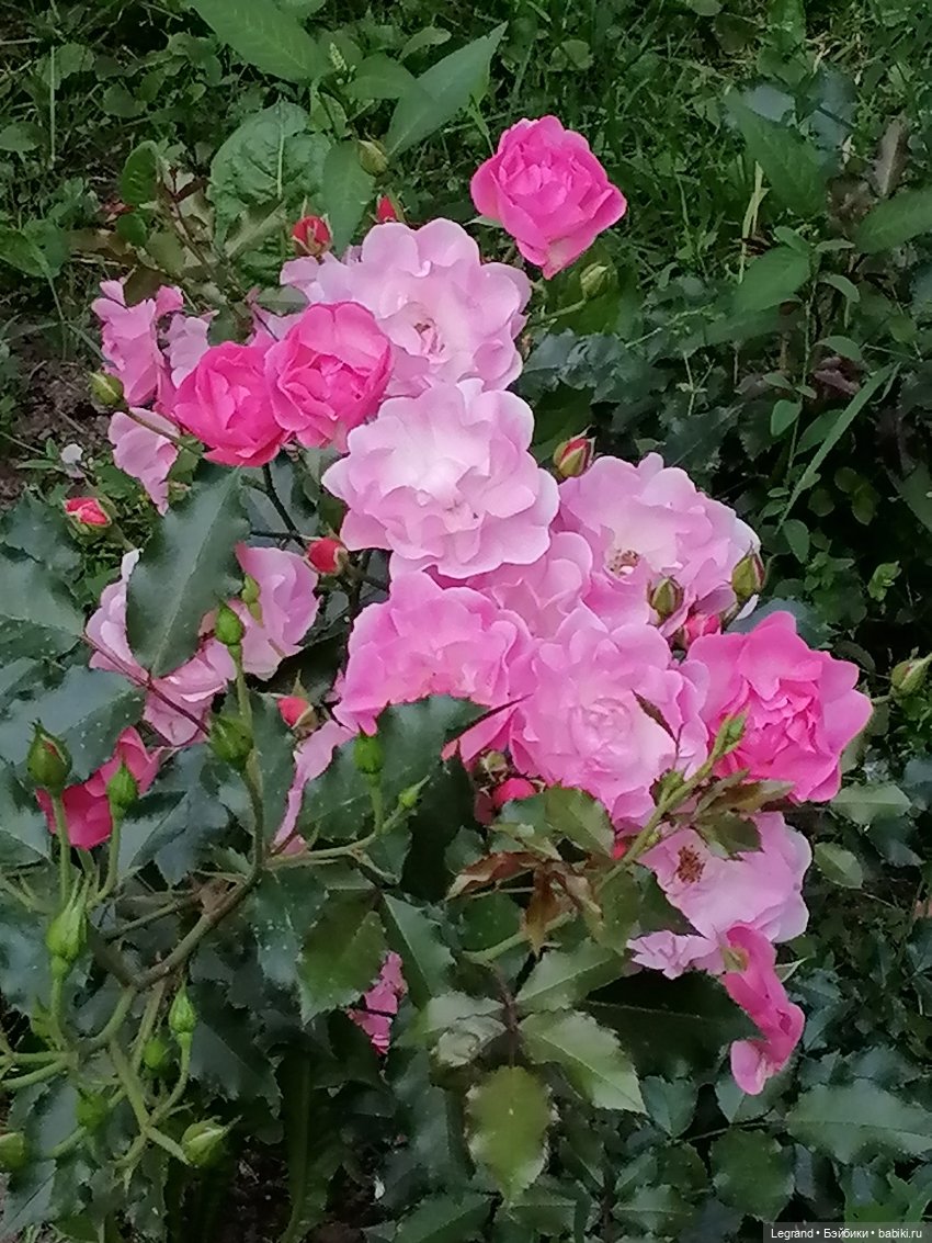 Санкт-Петербург: цветы в Таврическом саду (фото 8)