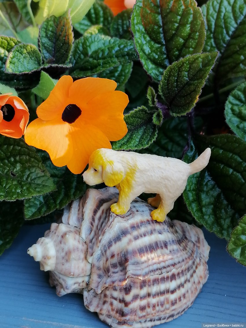 Лурения - Петербург: Милош и Абрикос на прогулке