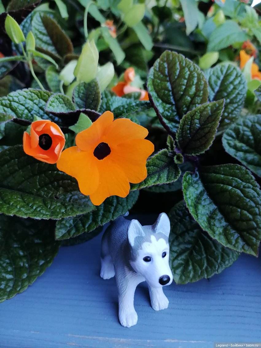 Лурения - Петербург: Милош и Абрикос на прогулке