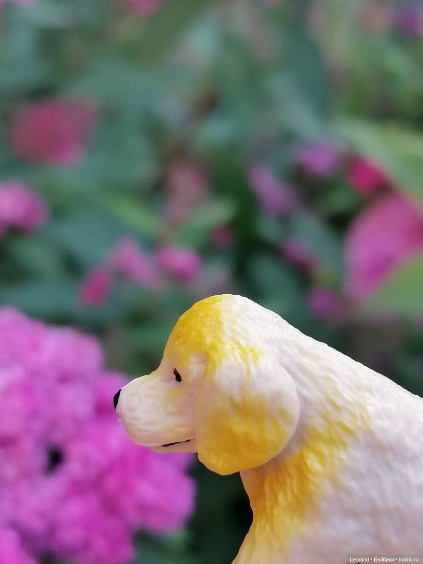 Лурения - Петербург: Милош и Абрикос на прогулке