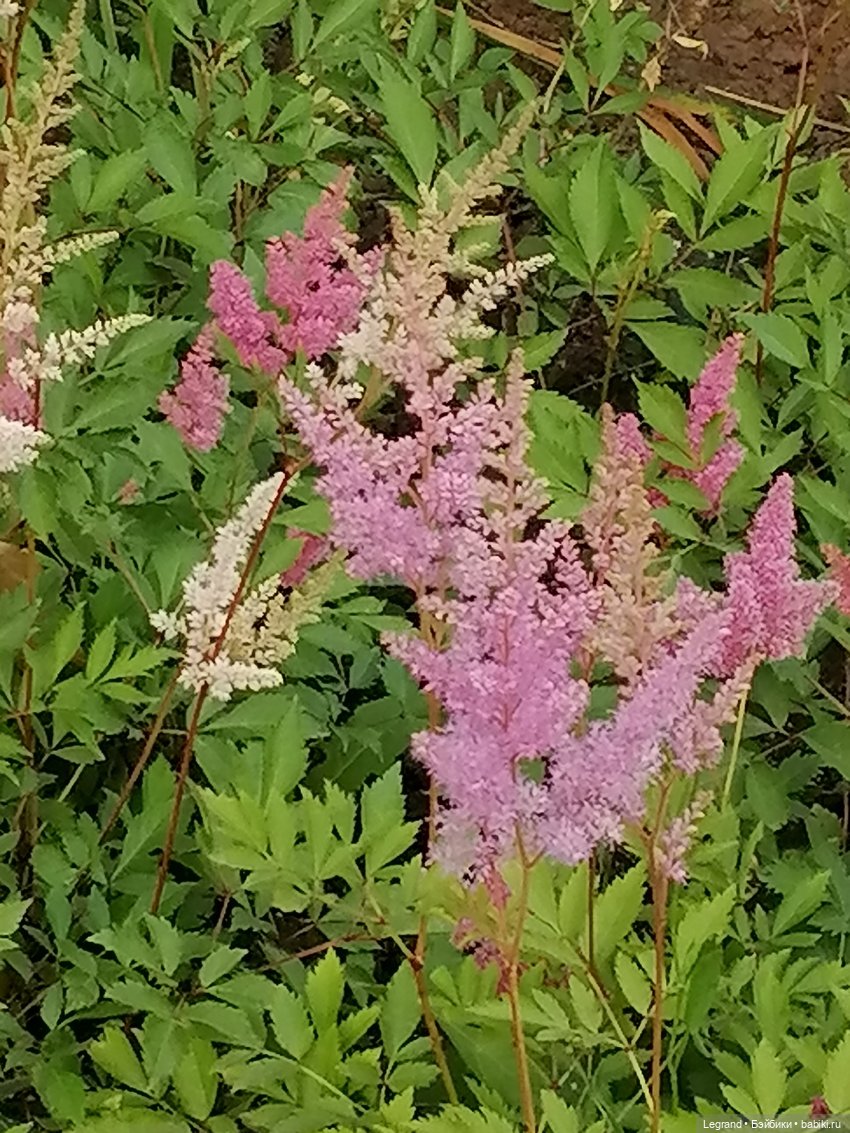 Санкт-Петербург: цветы в Таврическом саду (фото 7)