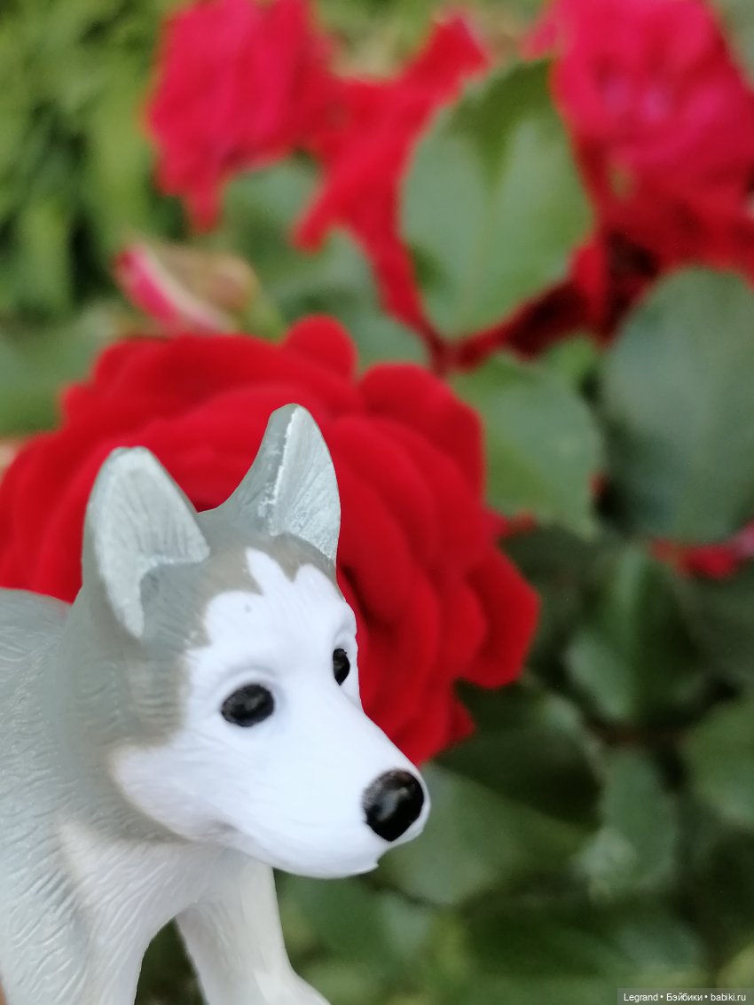 Лурения - Петербург: Милош и Абрикос на прогулке