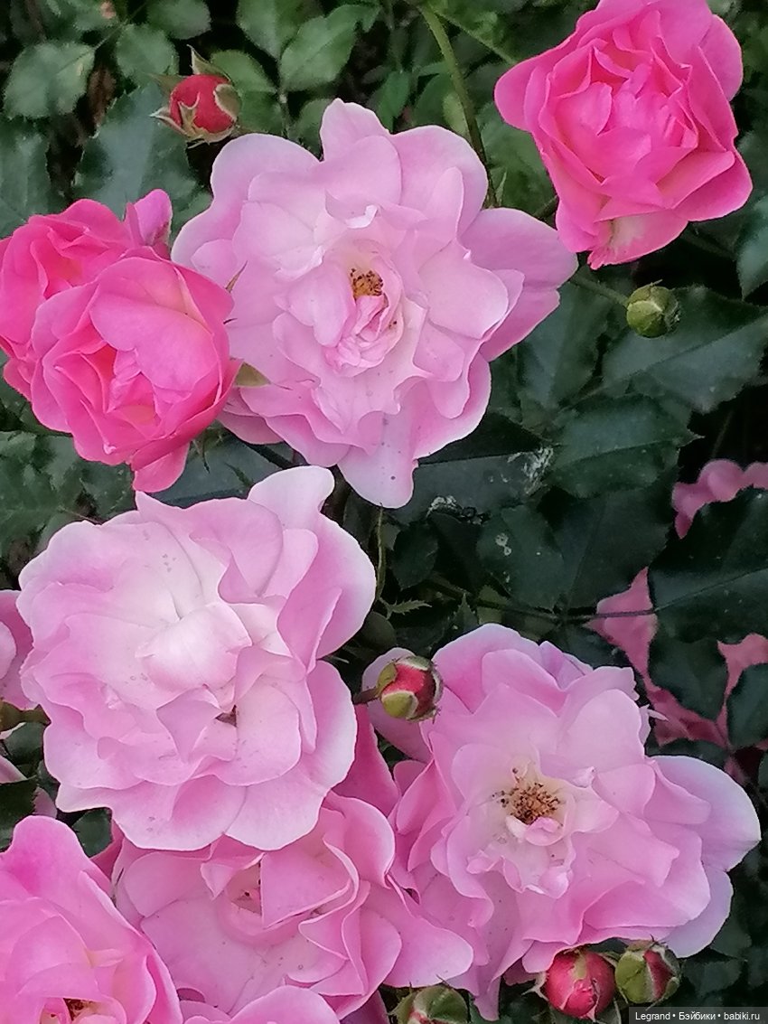 Санкт-Петербург: цветы в Таврическом саду