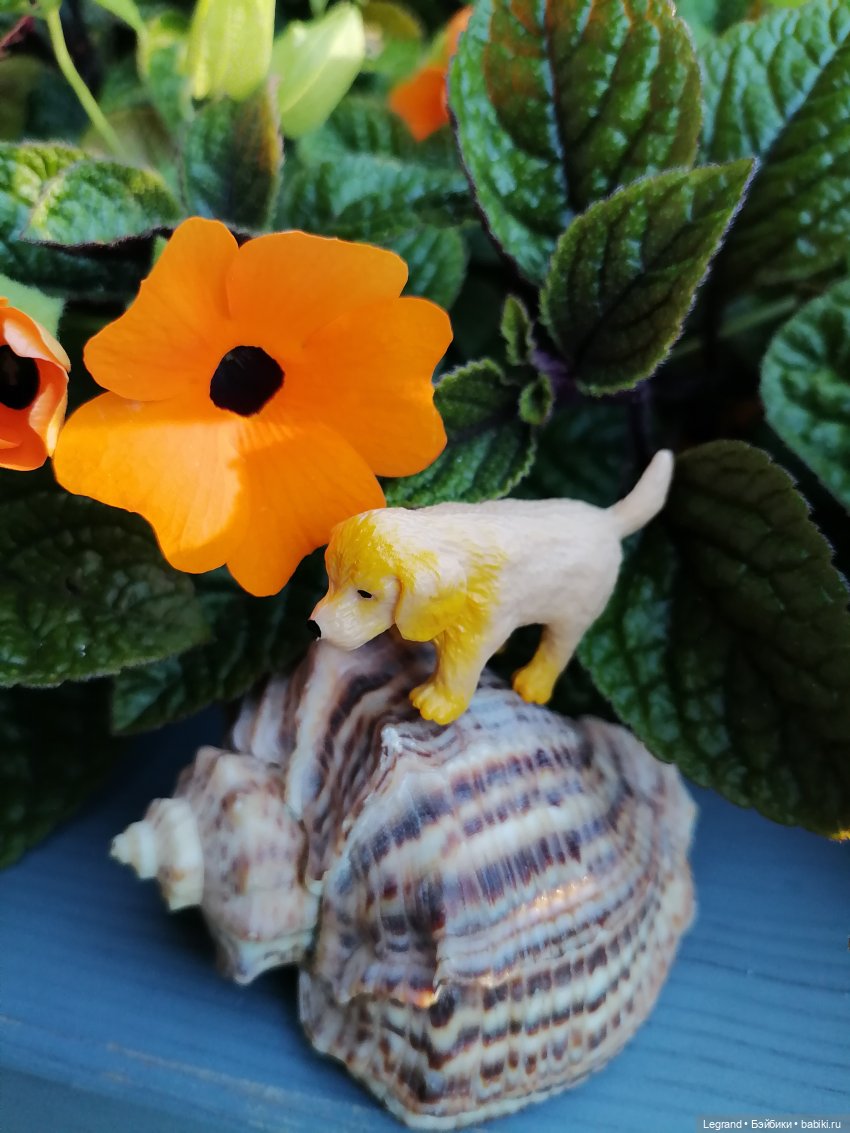 Лурения - Петербург: Милош и Абрикос на прогулке