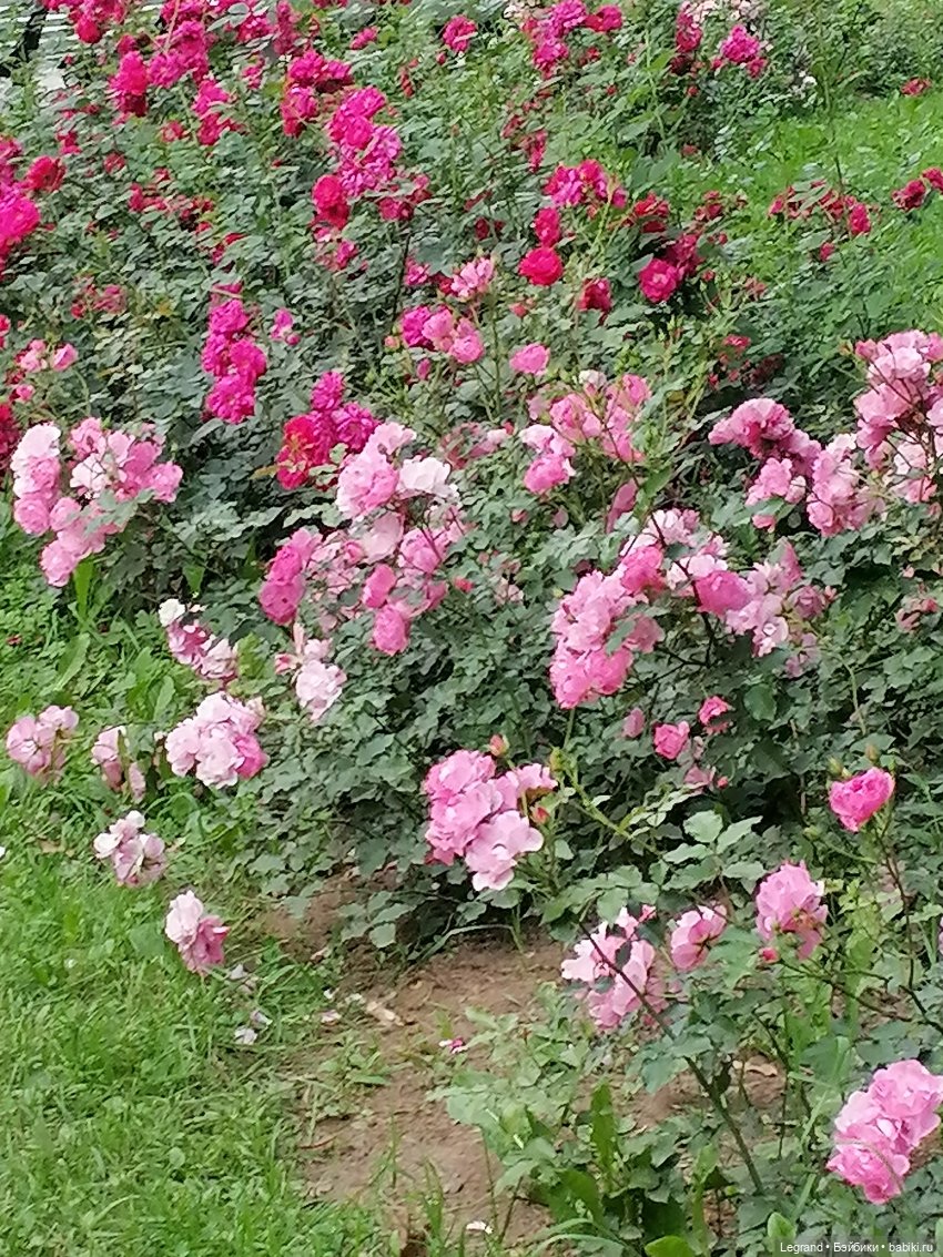 Санкт-Петербург: цветы в Таврическом саду (фото 10)