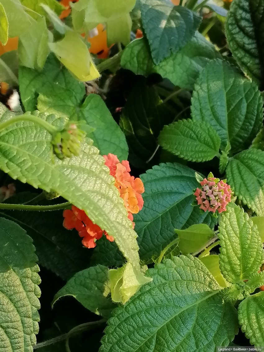 Лурения - Петербург: Милош и Абрикос на прогулке