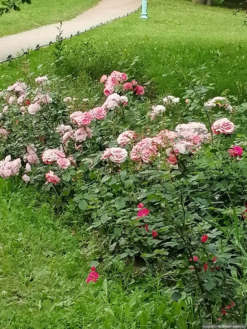 Санкт-Петербург: цветы в Таврическом саду