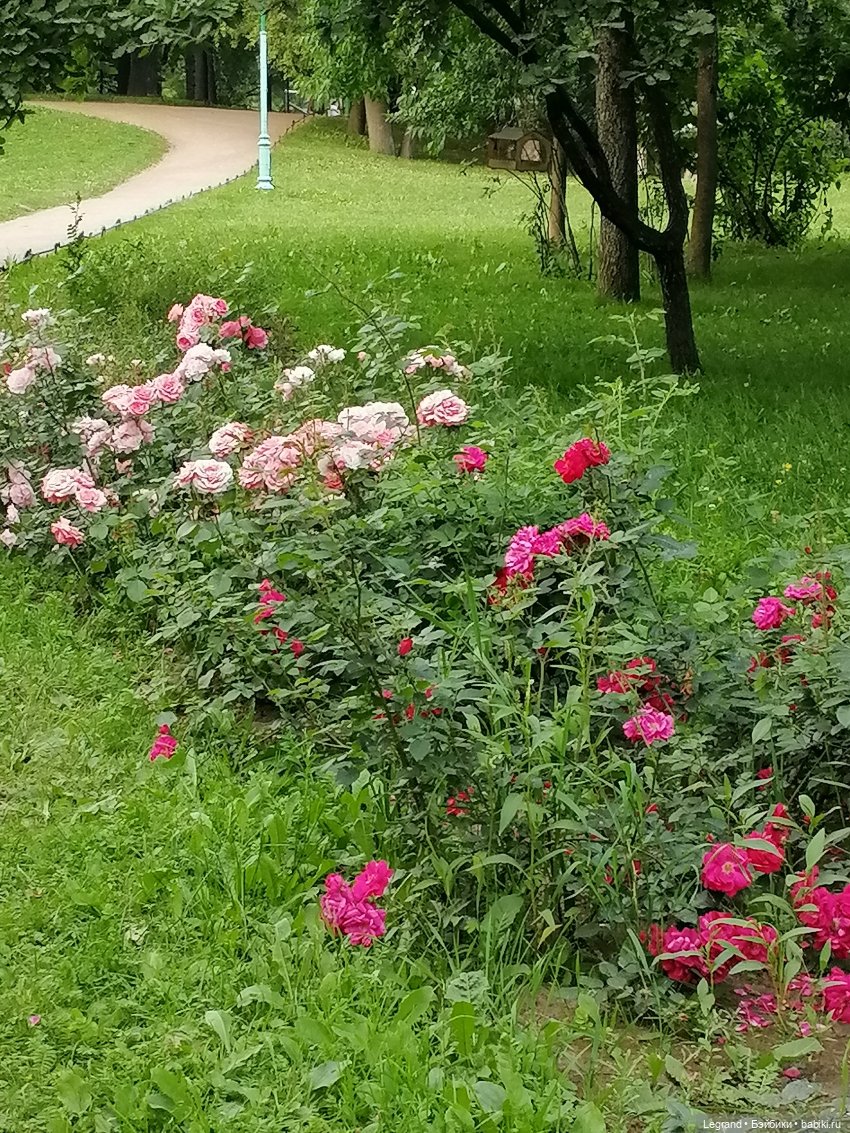 Санкт-Петербург: цветы в Таврическом саду