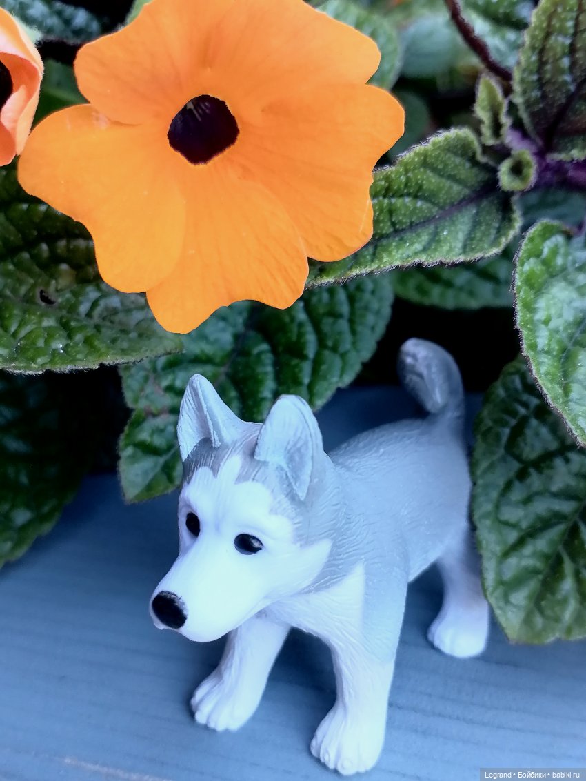 Лурения - Петербург: Милош и Абрикос на прогулке