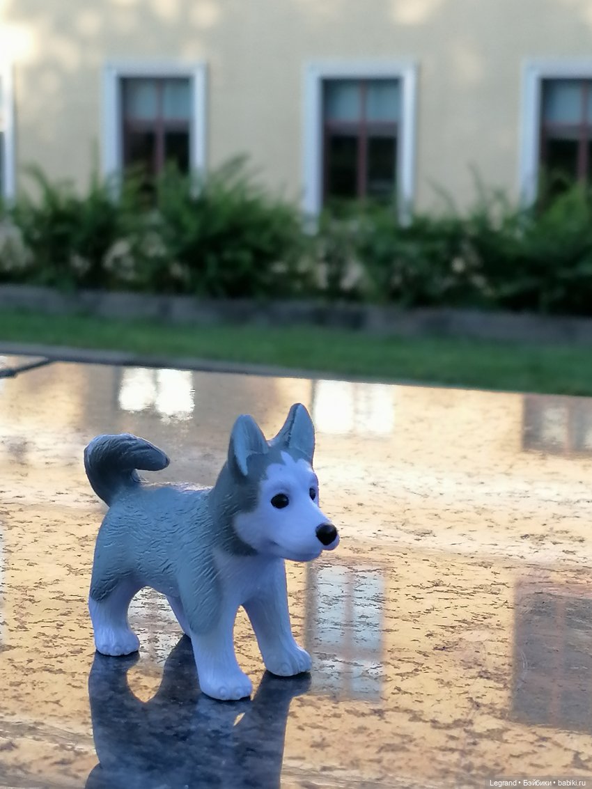 Лурения - Петербург: Милош и Абрикос на прогулке