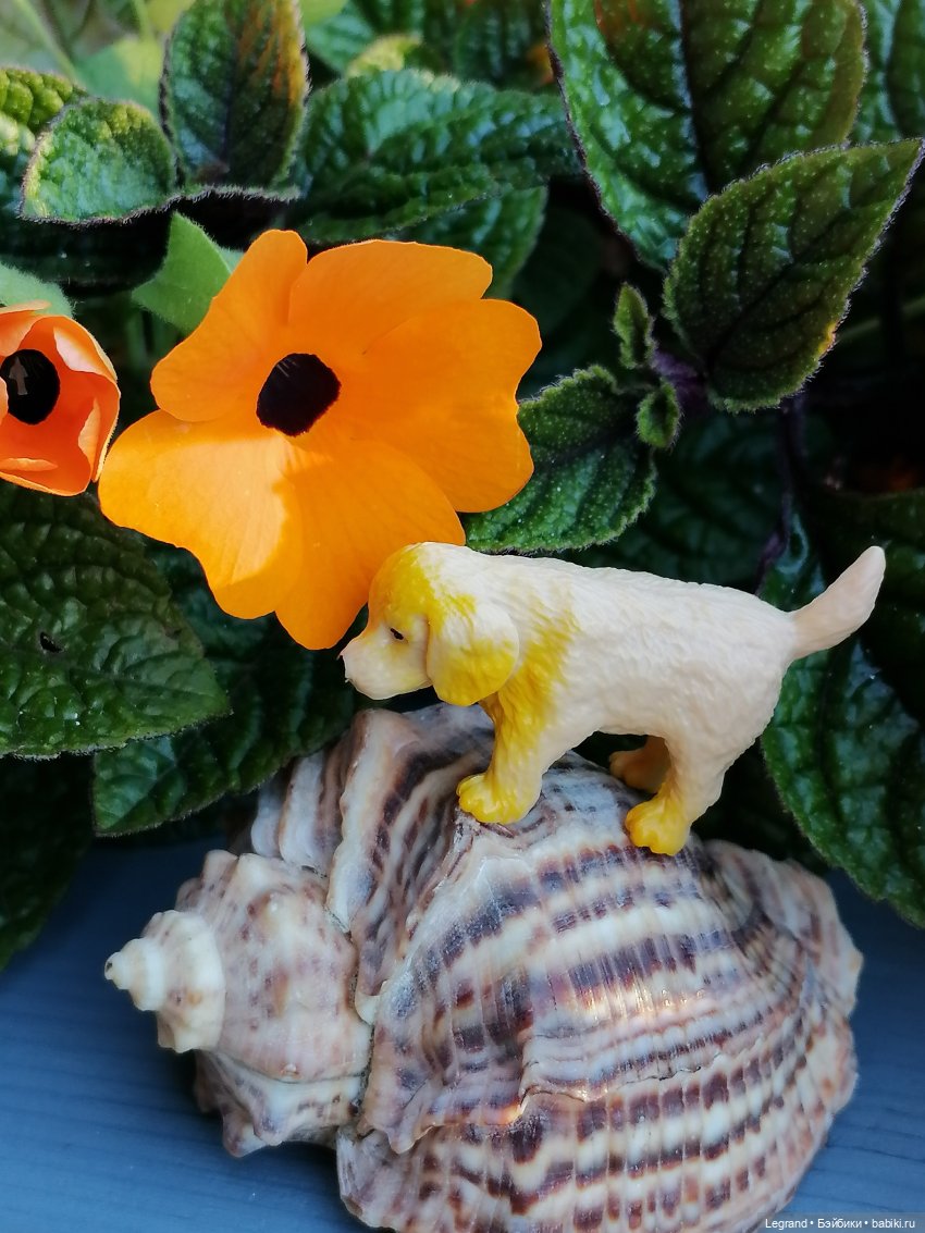 Лурения - Петербург: Милош и Абрикос на прогулке