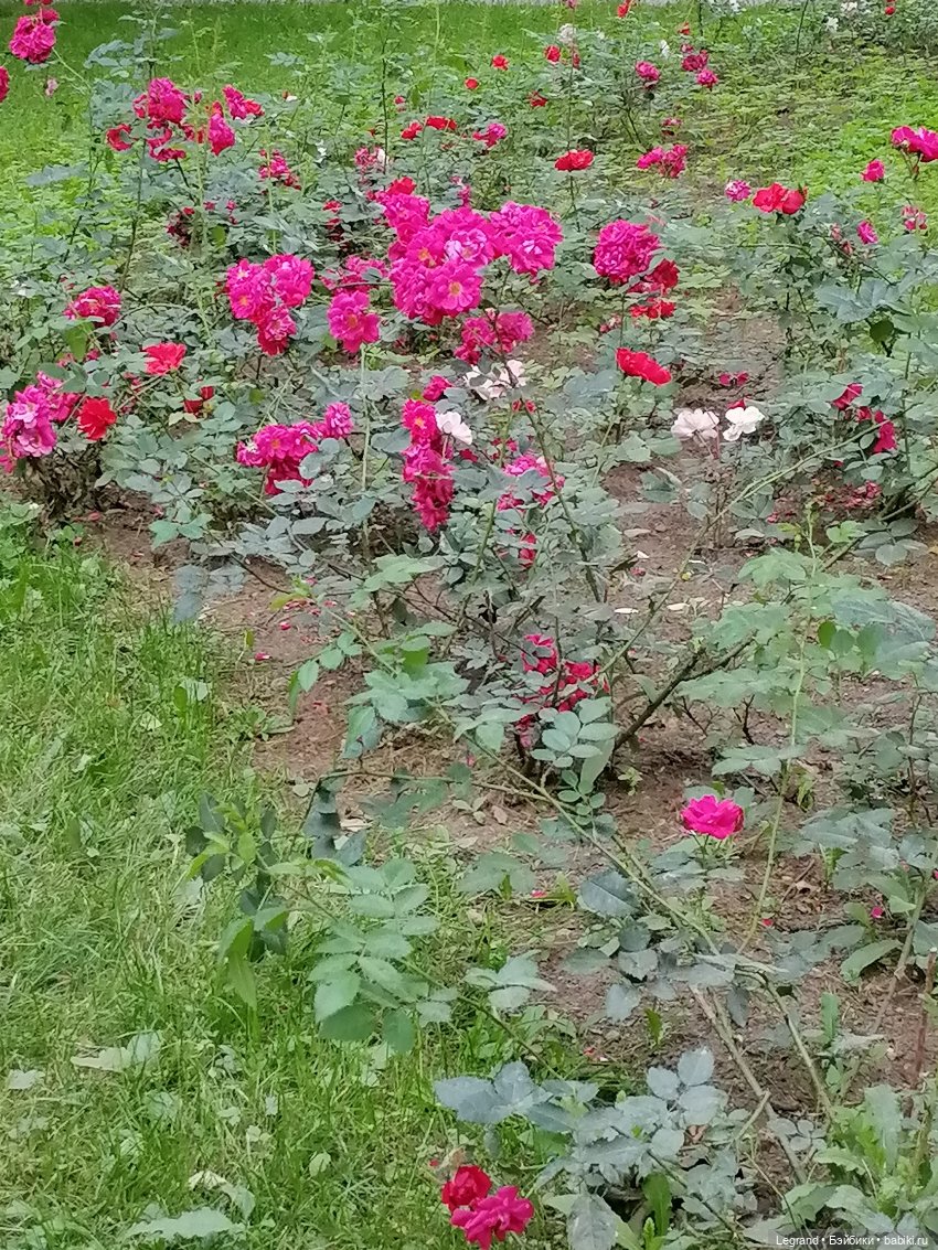 Санкт-Петербург: цветы в Таврическом саду