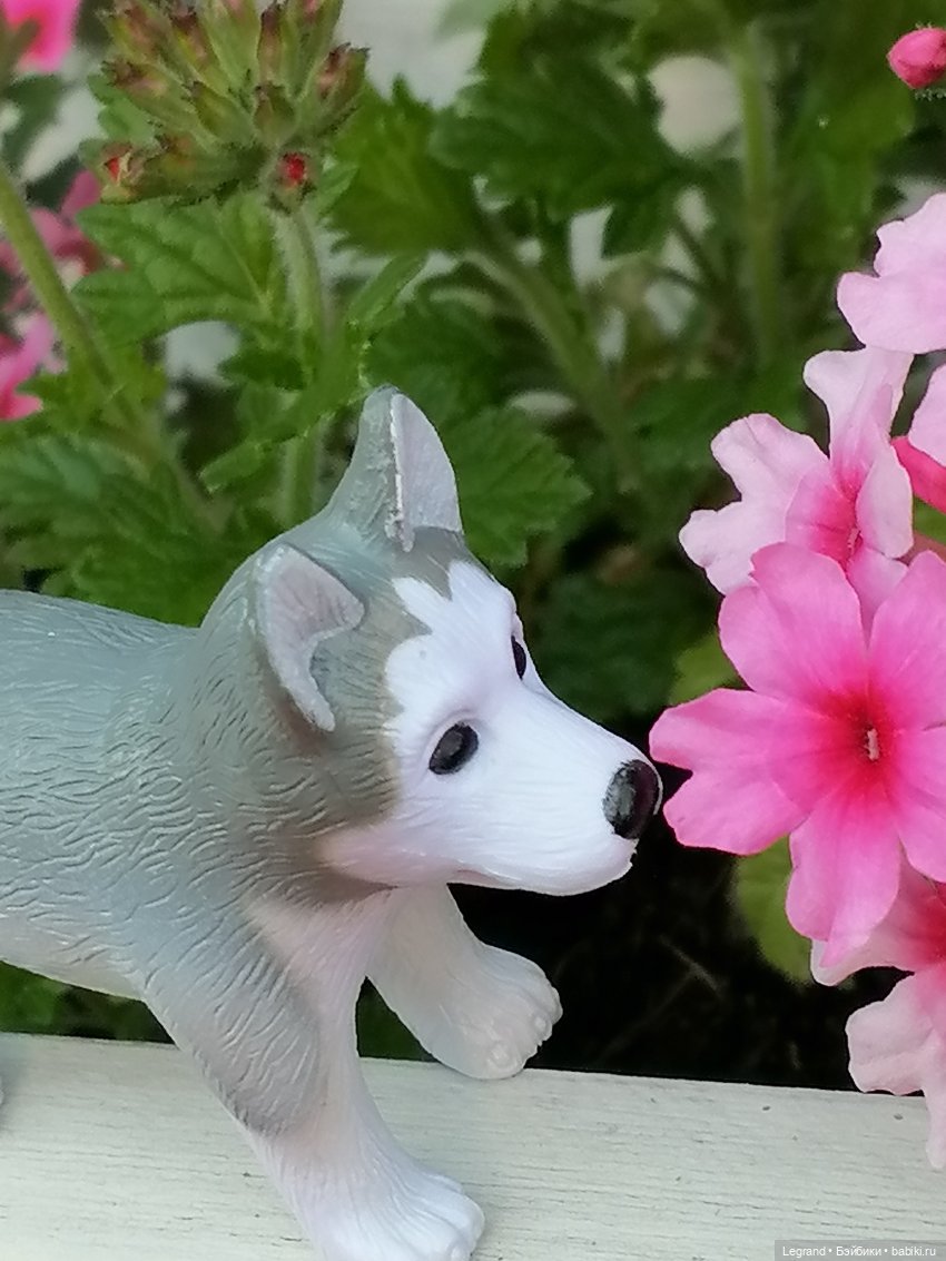 Лурения - Петербург: Милош и Абрикос на прогулке (фото 7)