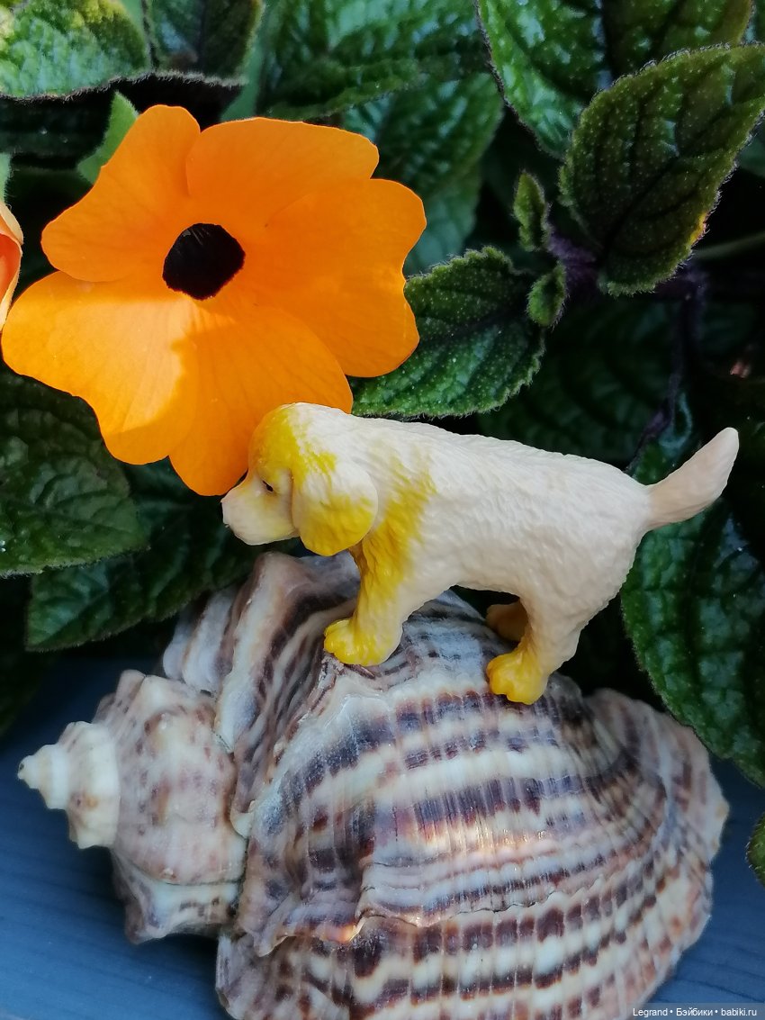 Лурения - Петербург: Милош и Абрикос на прогулке