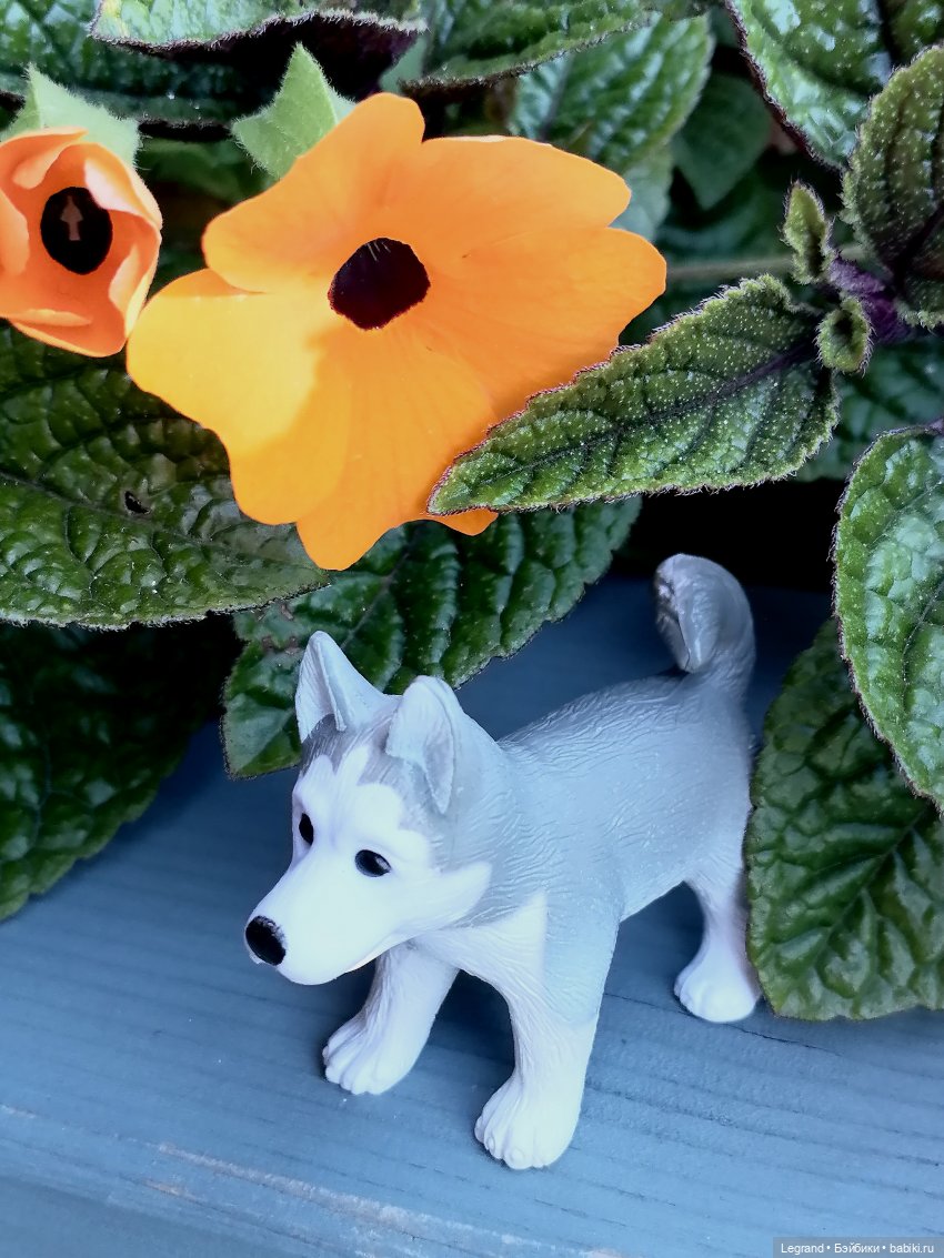 Лурения - Петербург: Милош и Абрикос на прогулке