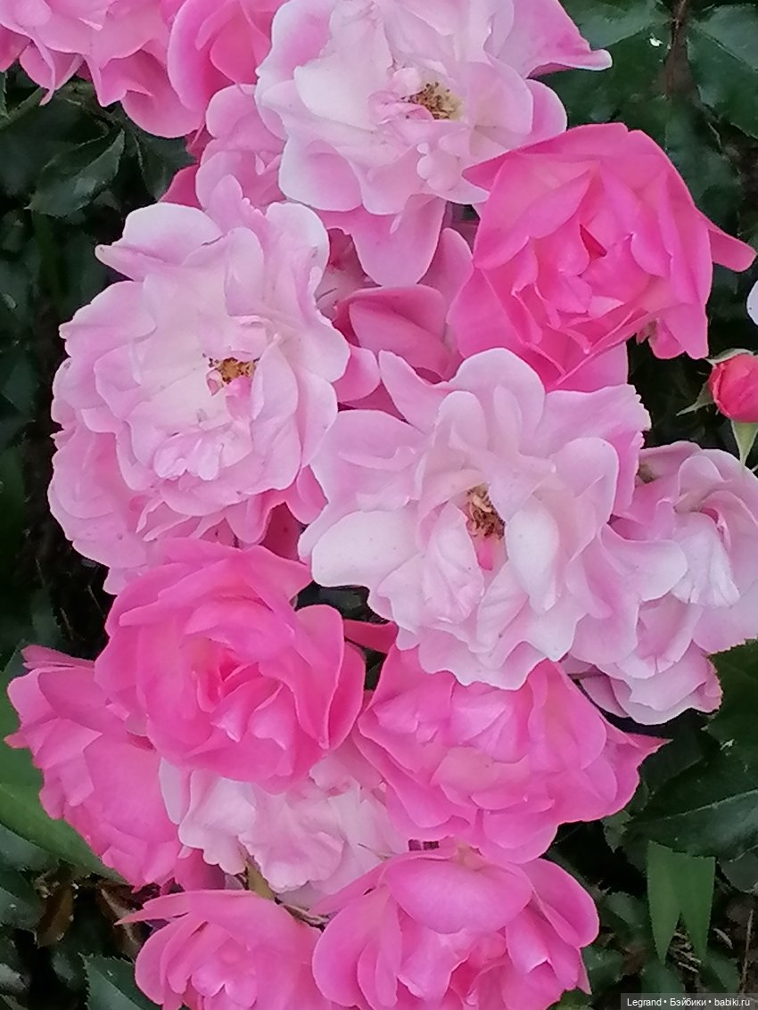 Санкт-Петербург: цветы в Таврическом саду