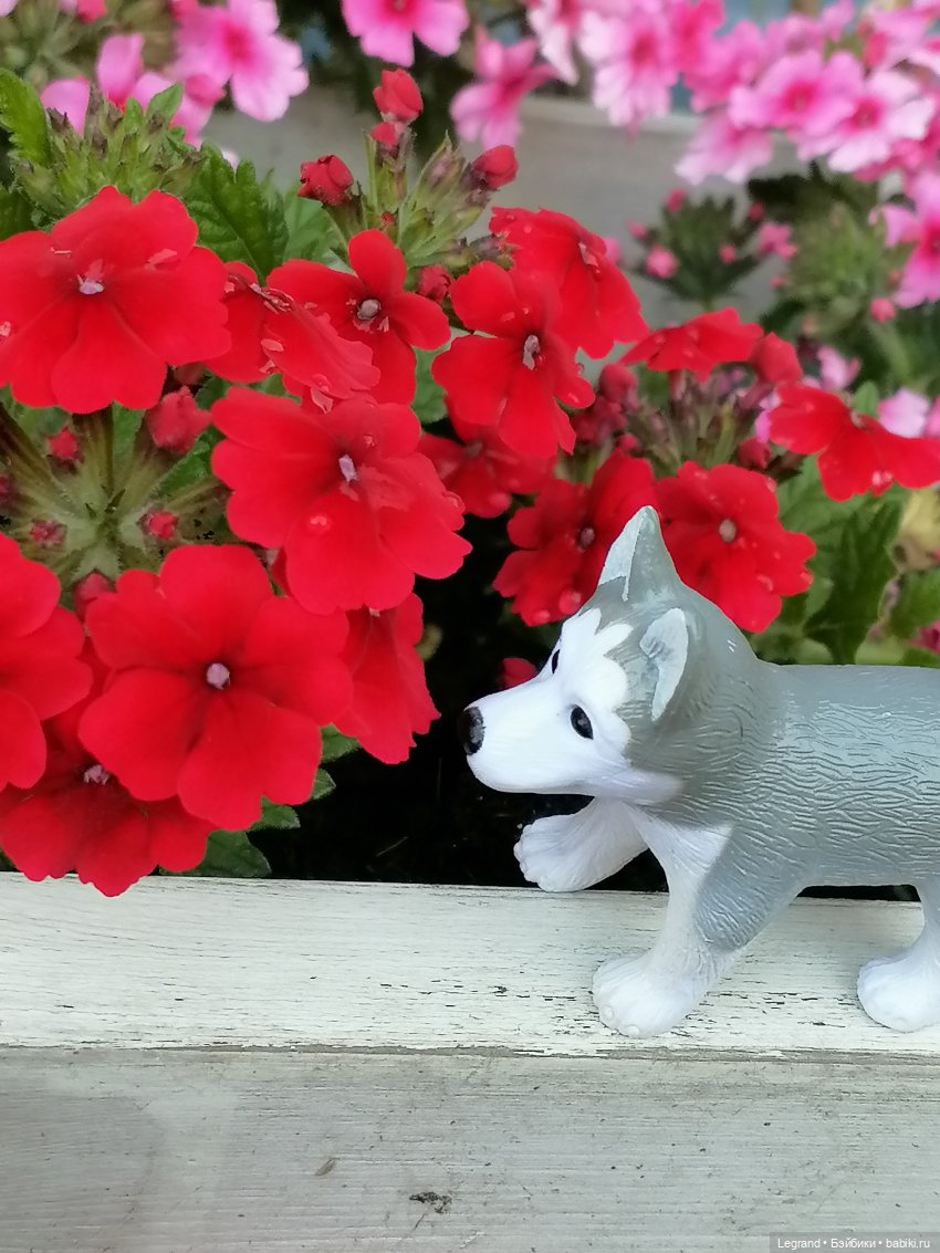 Лурения - Петербург: Милош и Абрикос на прогулке