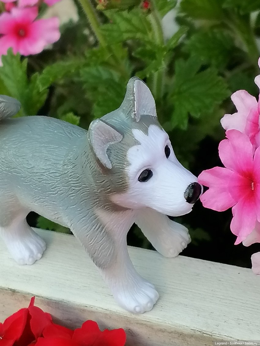 Лурения - Петербург: Милош и Абрикос на прогулке (фото 6)