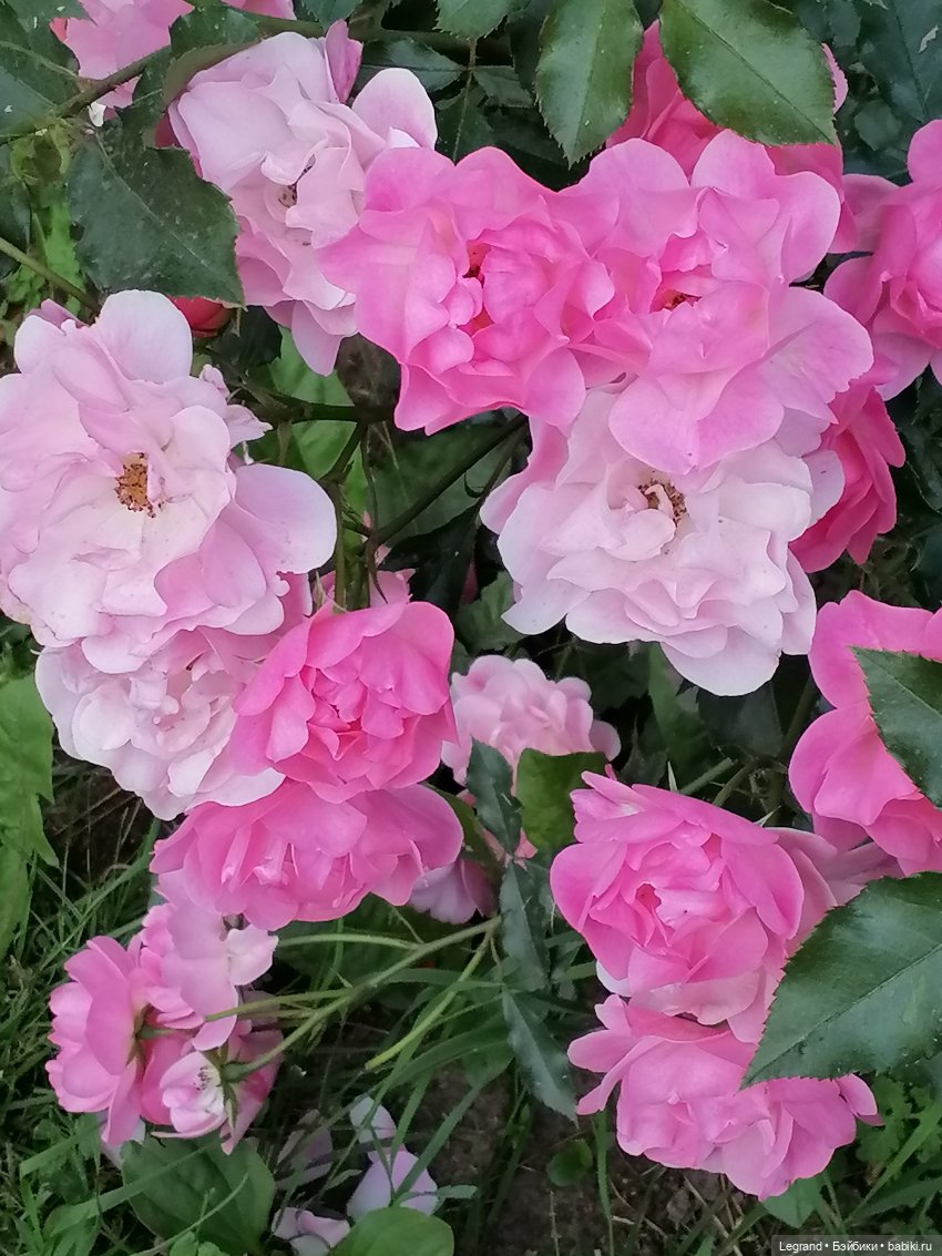 Санкт-Петербург: цветы в Таврическом саду