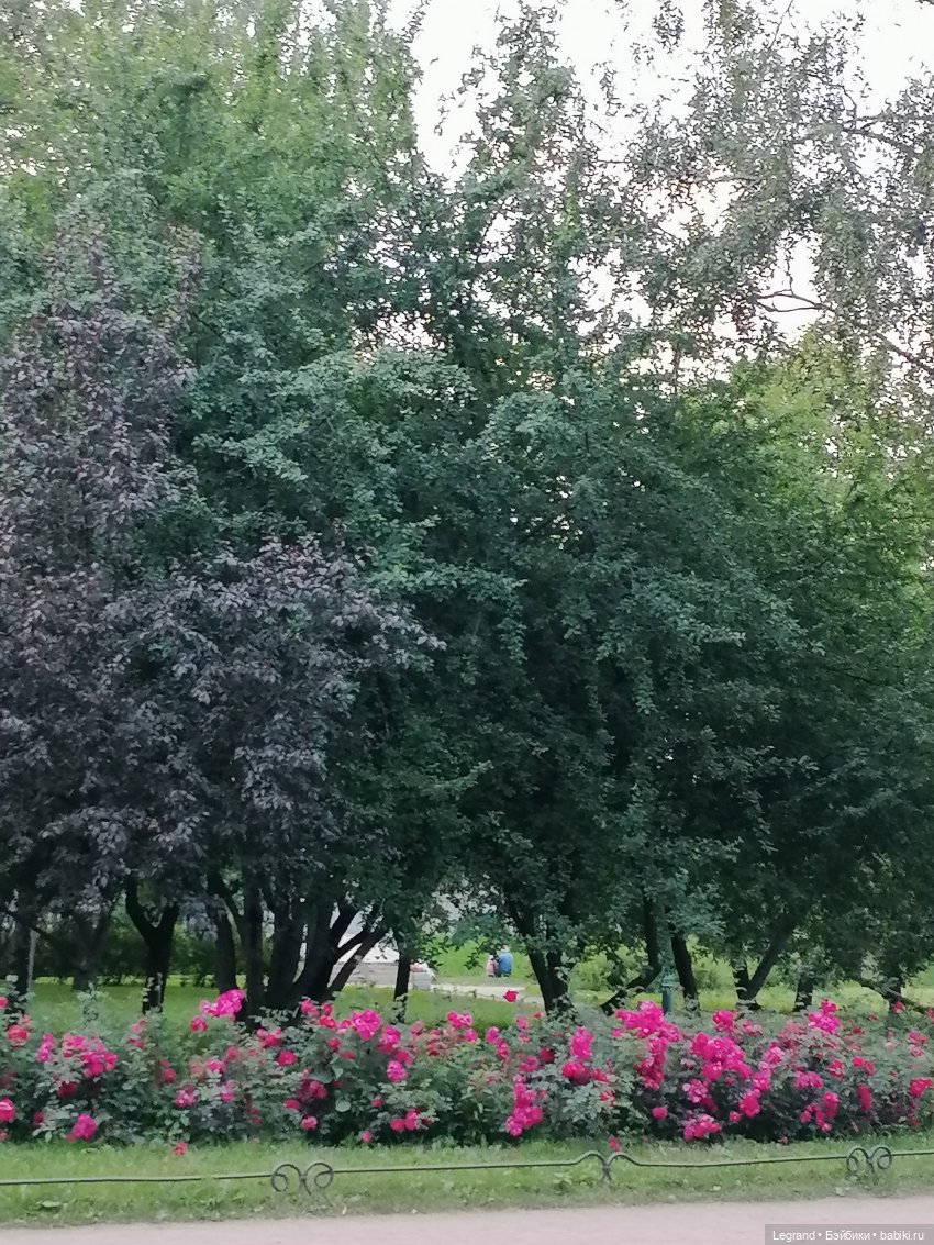 Санкт-Петербург: цветы в Таврическом саду