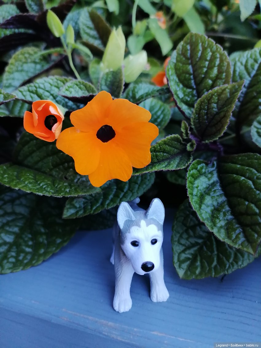 Лурения - Петербург: Милош и Абрикос на прогулке