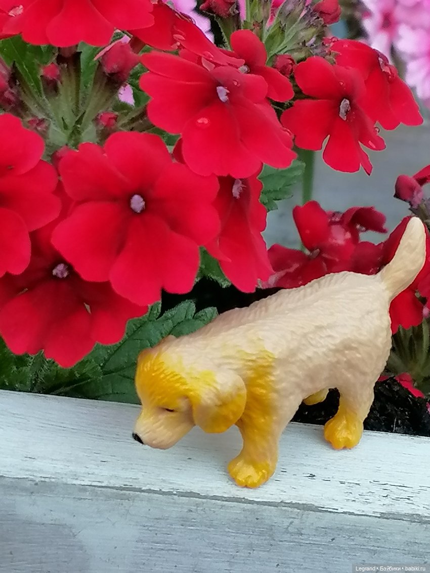 Лурения - Петербург: Милош и Абрикос на прогулке