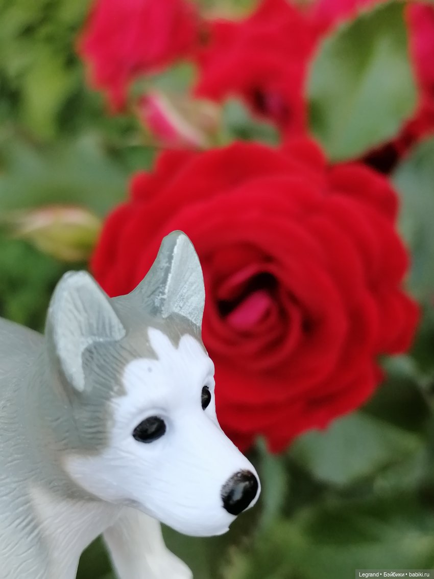 Лурения - Петербург: Милош и Абрикос на прогулке