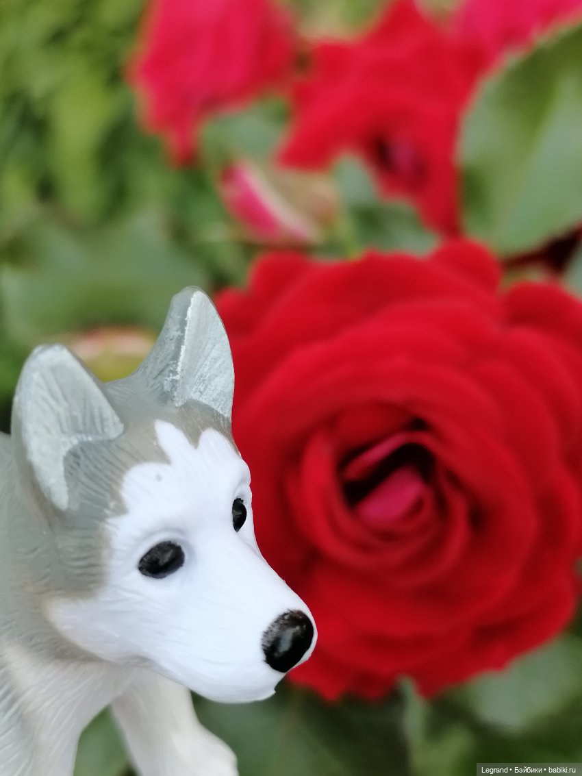 Лурения - Петербург: Милош и Абрикос на прогулке